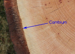 Cambium: Where all secondary growth happens in a tree. Phloem cells, or bark, are produced to the outside of the cambium layer and Xylem cells, or sapwood, are produced to the inside. This secondary growth causes a tree to increase in girth.