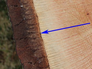 Cambium: Where all secondary growth happens in a tree. Phloem cells, or bark, are produced to the outside of the cambium layer and Xylem cells, or sapwood, are produced to the inside. This secondary growth causes a tree to increase in girth.