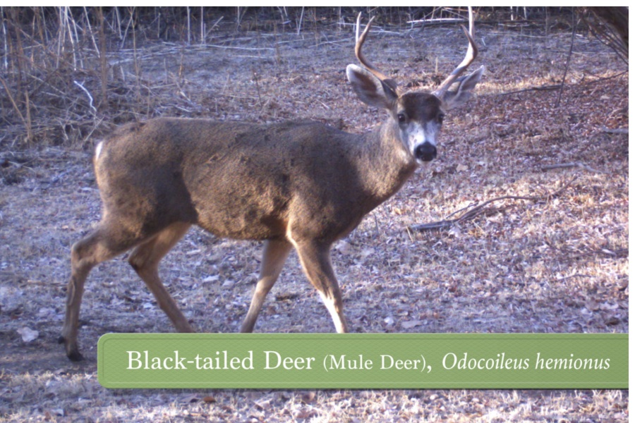 Black-tailed Deer (Mule Deer)