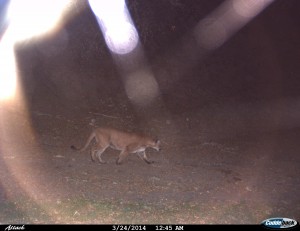 Mountain lion at site #5