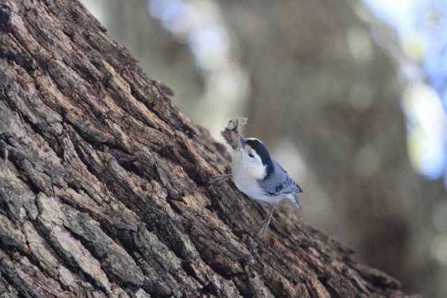 White-breasted nuthatch catches our eye