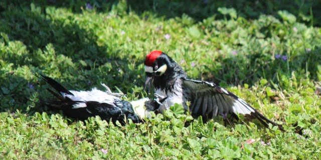 Acorn woodpecker brawl?