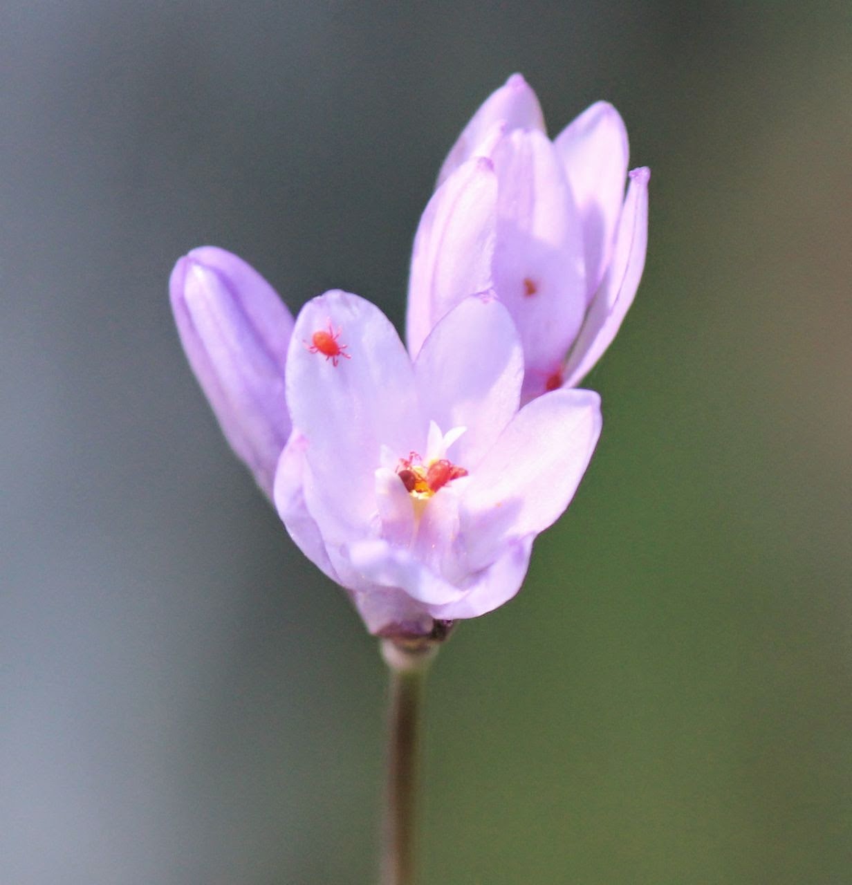 A closer look at wild hyacinth reveals tiny surprises