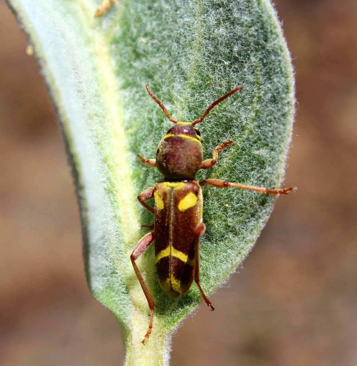 Another interesting and colorful beetle found on milkweed