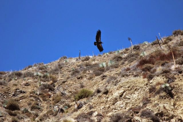 Amazing Condor Sightings