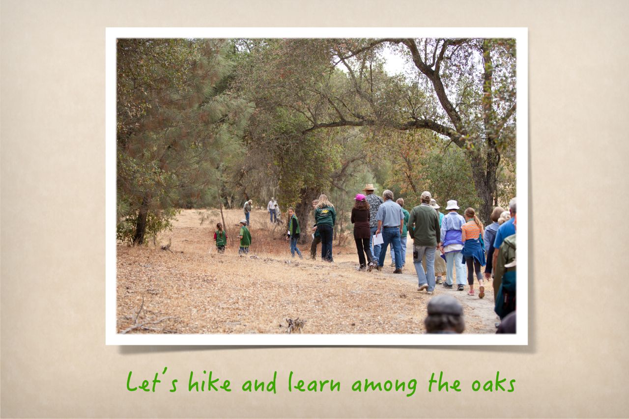 Let’s hike and learn among the oaks