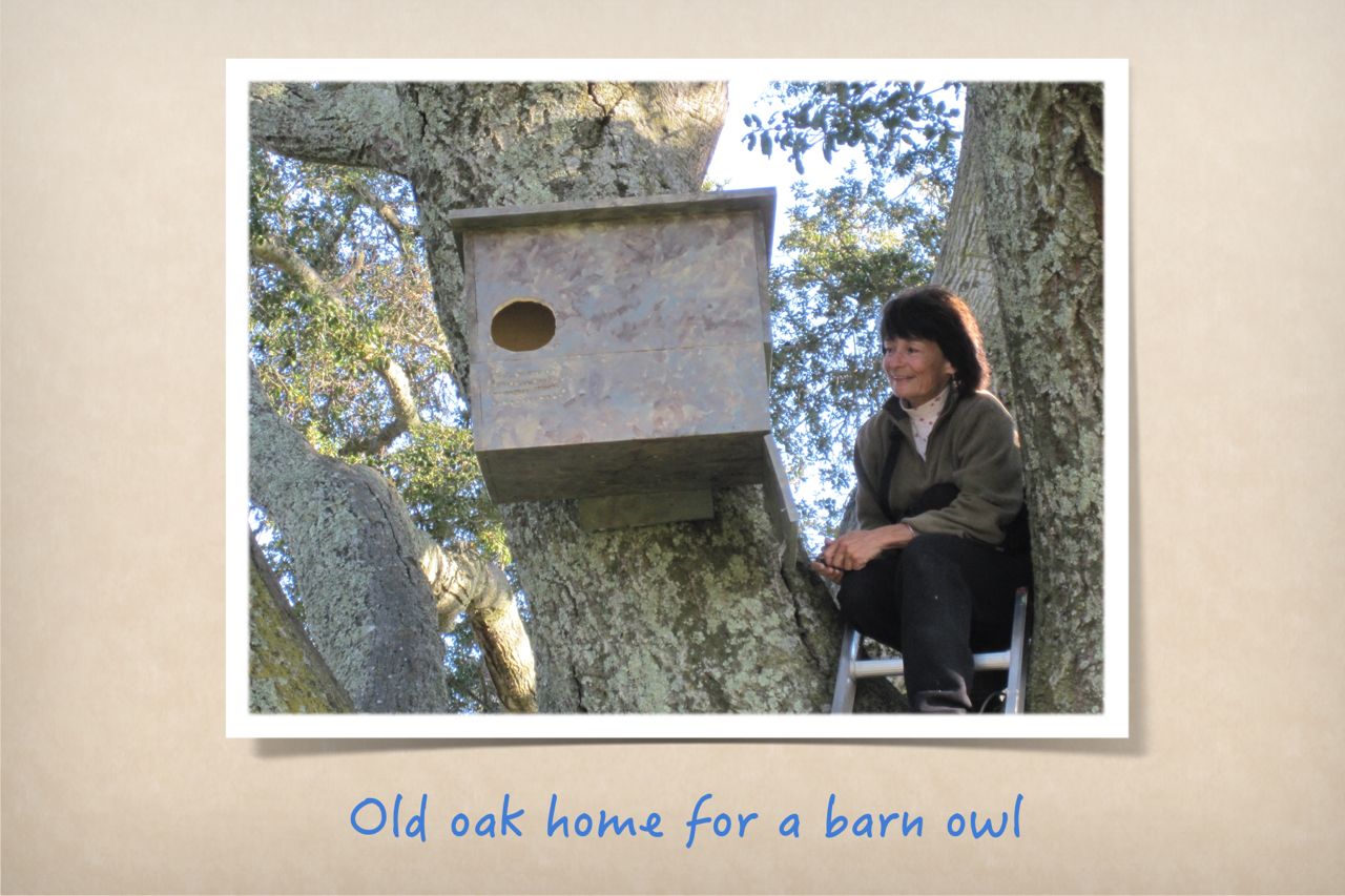 Old oak home for a barn owl