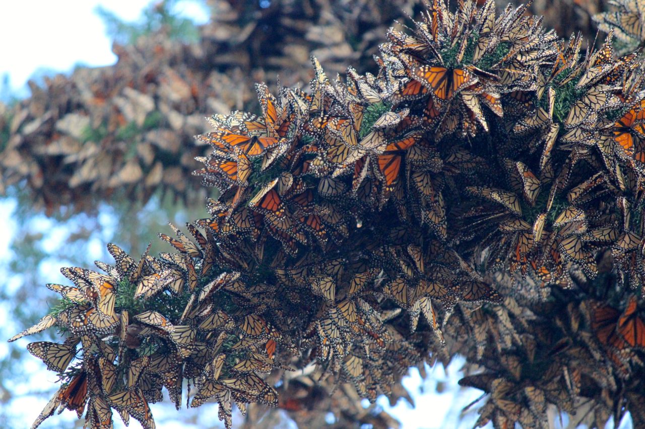 Monarch butterflies need our help