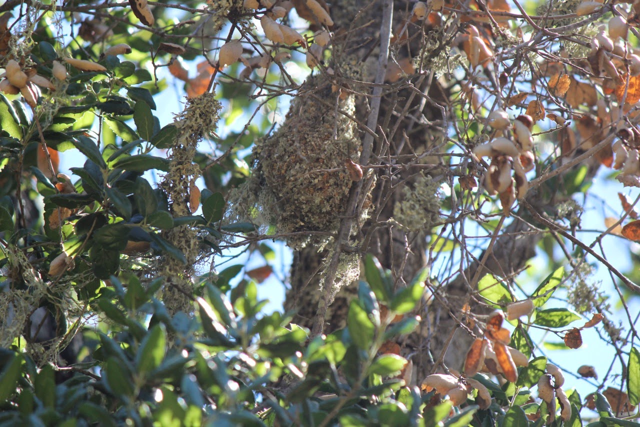 Bushtit nest discovery