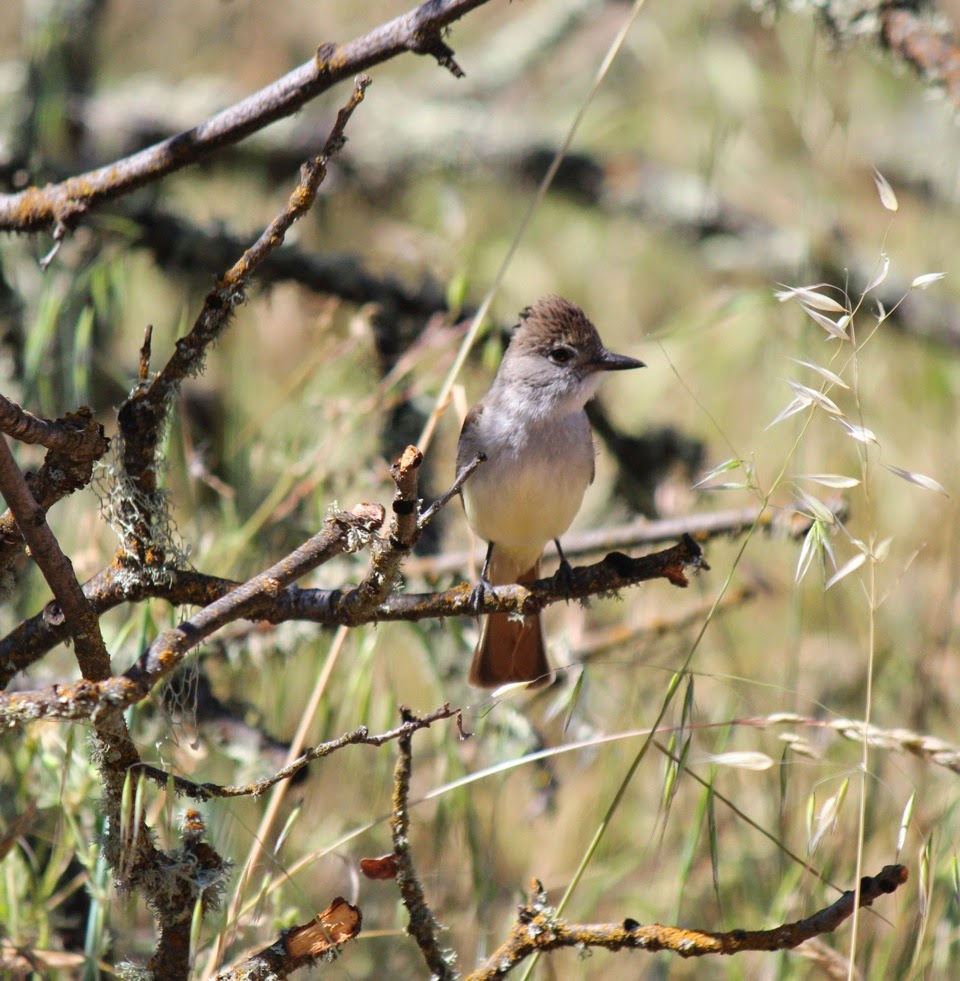 Ash-throated Flycatchers are busy now