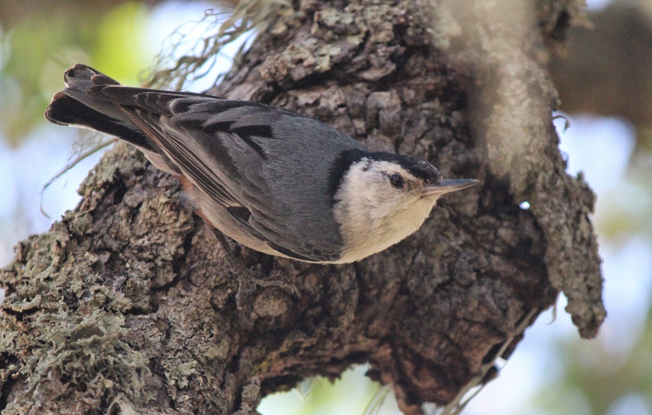 White-breasted Nuthatch has a fitting name