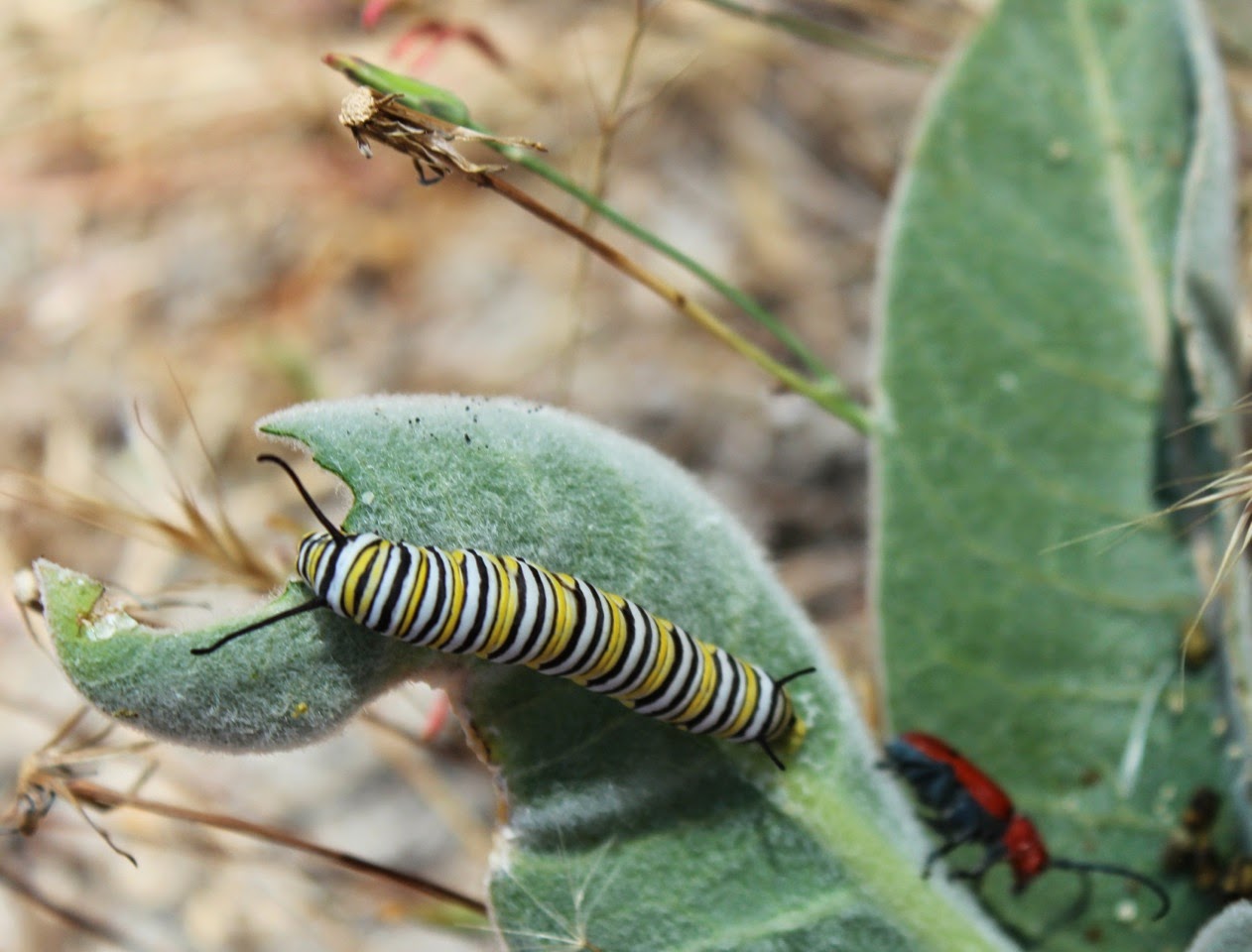 Indian Milkweed (also commonly called Woolly Milkweed) provides food for hungry caterpillars
