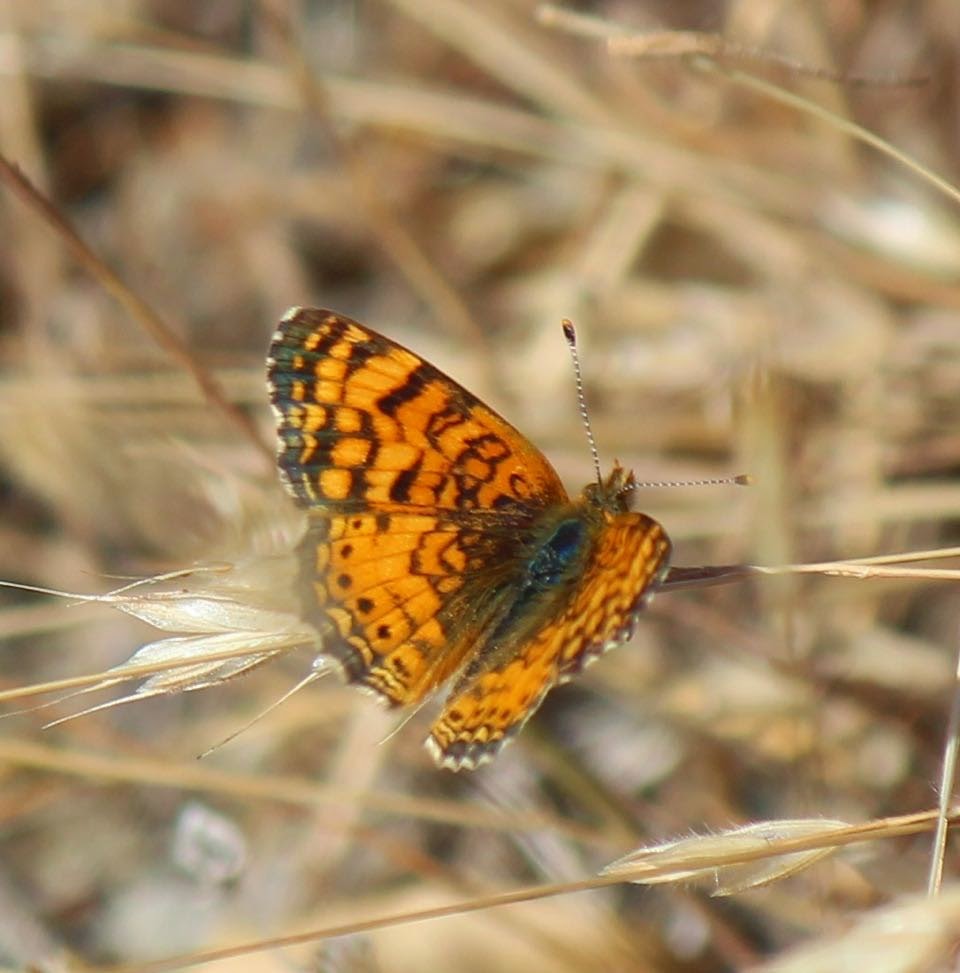 Butterfly catches eyes of BioBlitz hikers