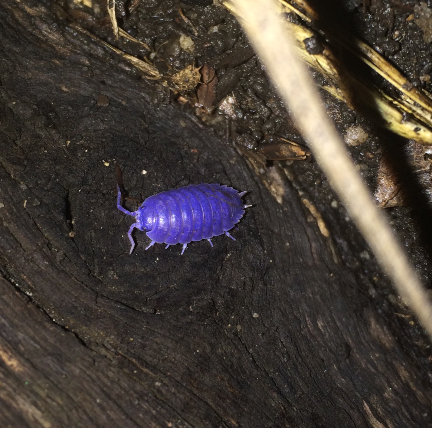 The strange case of the blue bug that’s not a bug
