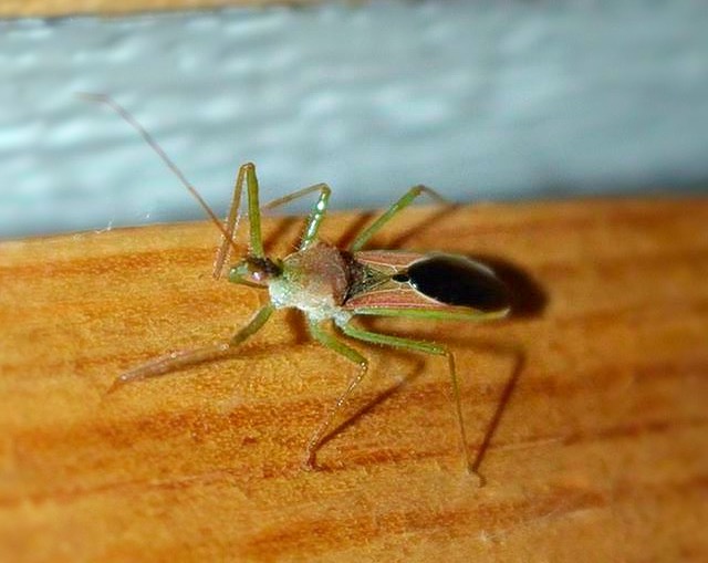 They’re called assassin bugs for a reason!