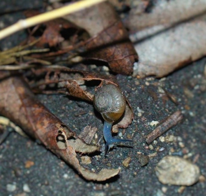 Snail surprise in Santa Margarita