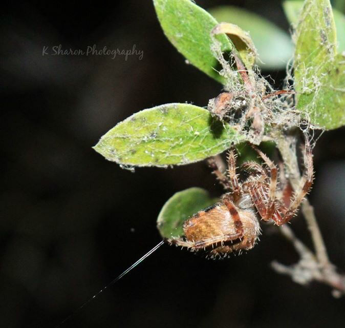 Another orb weaver from my Santa Margarita garden