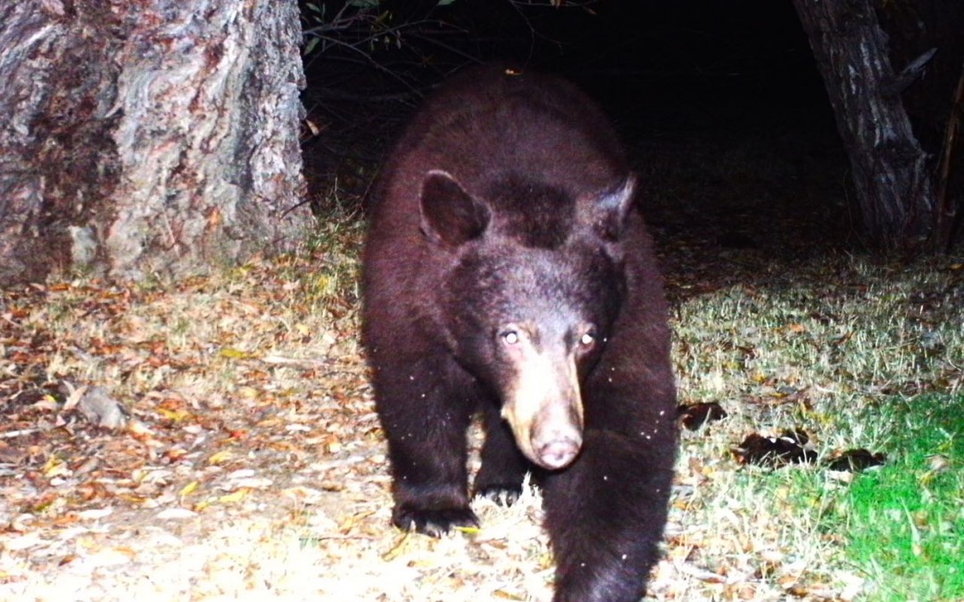 Best of Nov.-Dec. 2015 LATO wildlife captures
