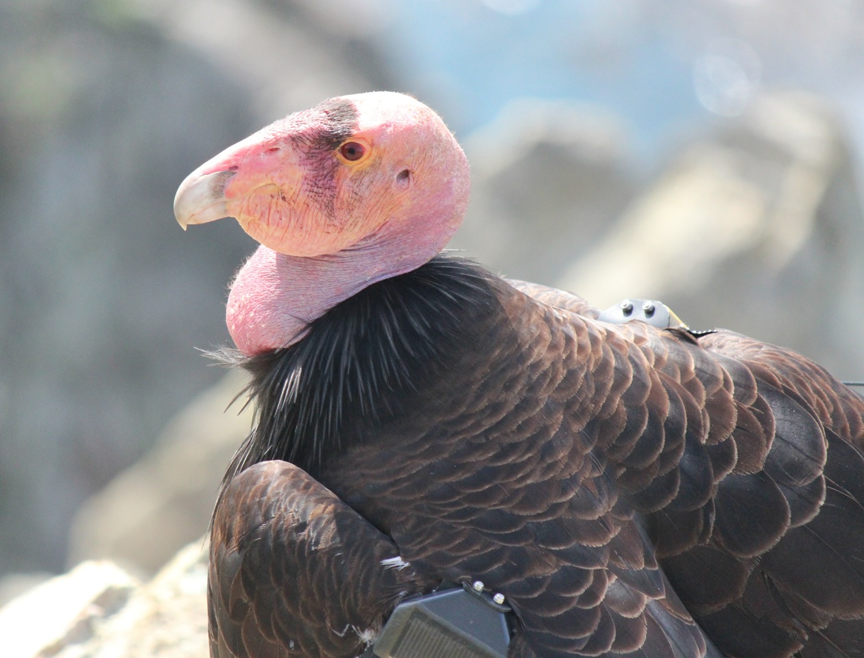 California condors need our help