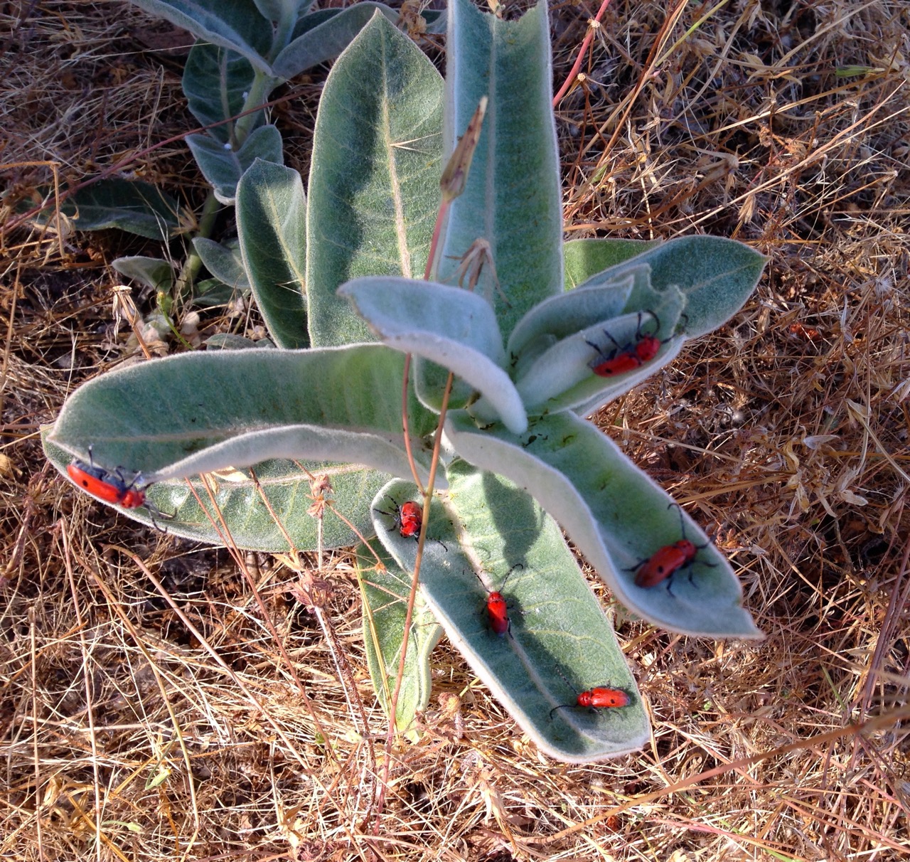 A red milkweed beetle convention