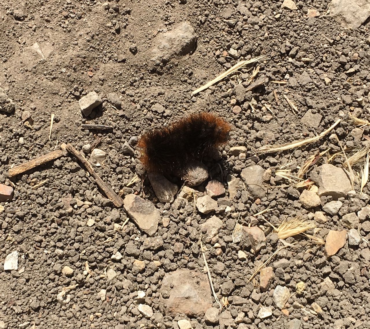 Wooly bear spotted along the trail