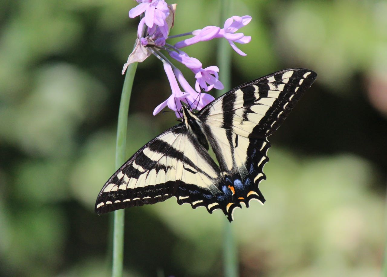 A special treat ~ Kitchen window view of swallowtail butterflies
