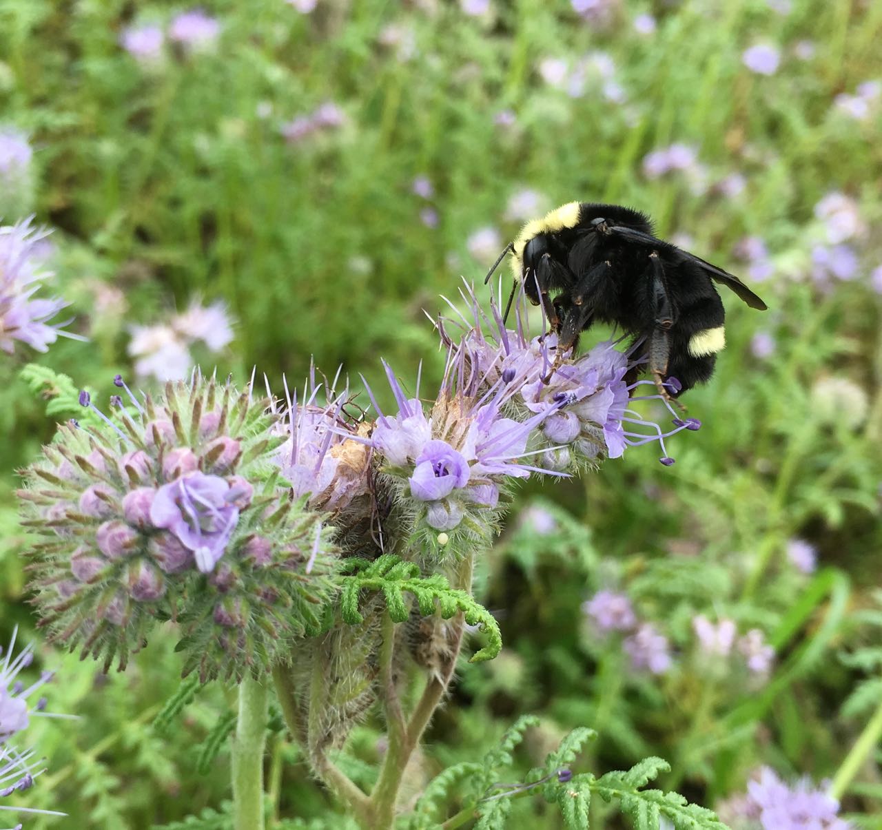 Bumblebee at Work