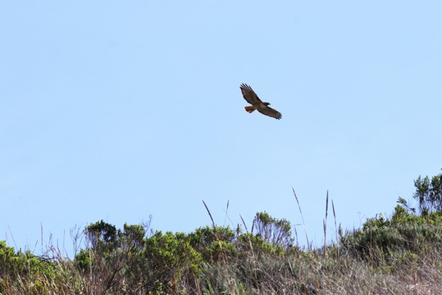 Pismo Preserve nature watch