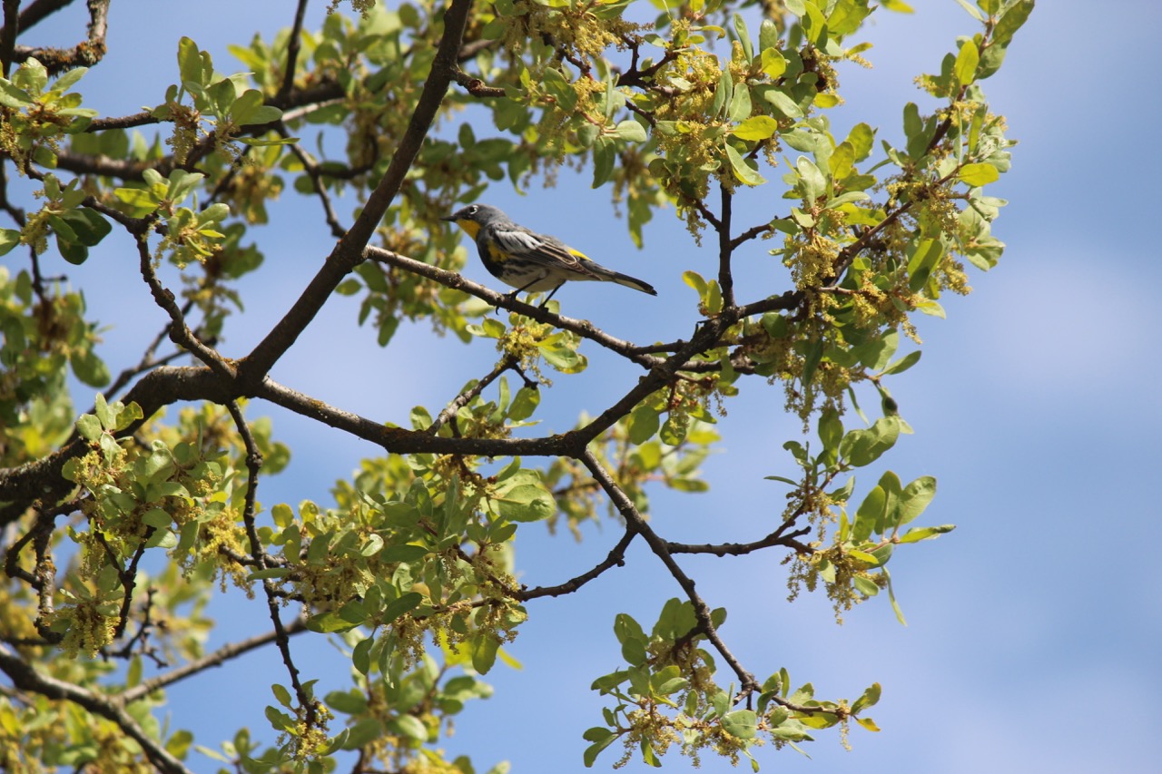 A bright splash of yellow in the oak canopy