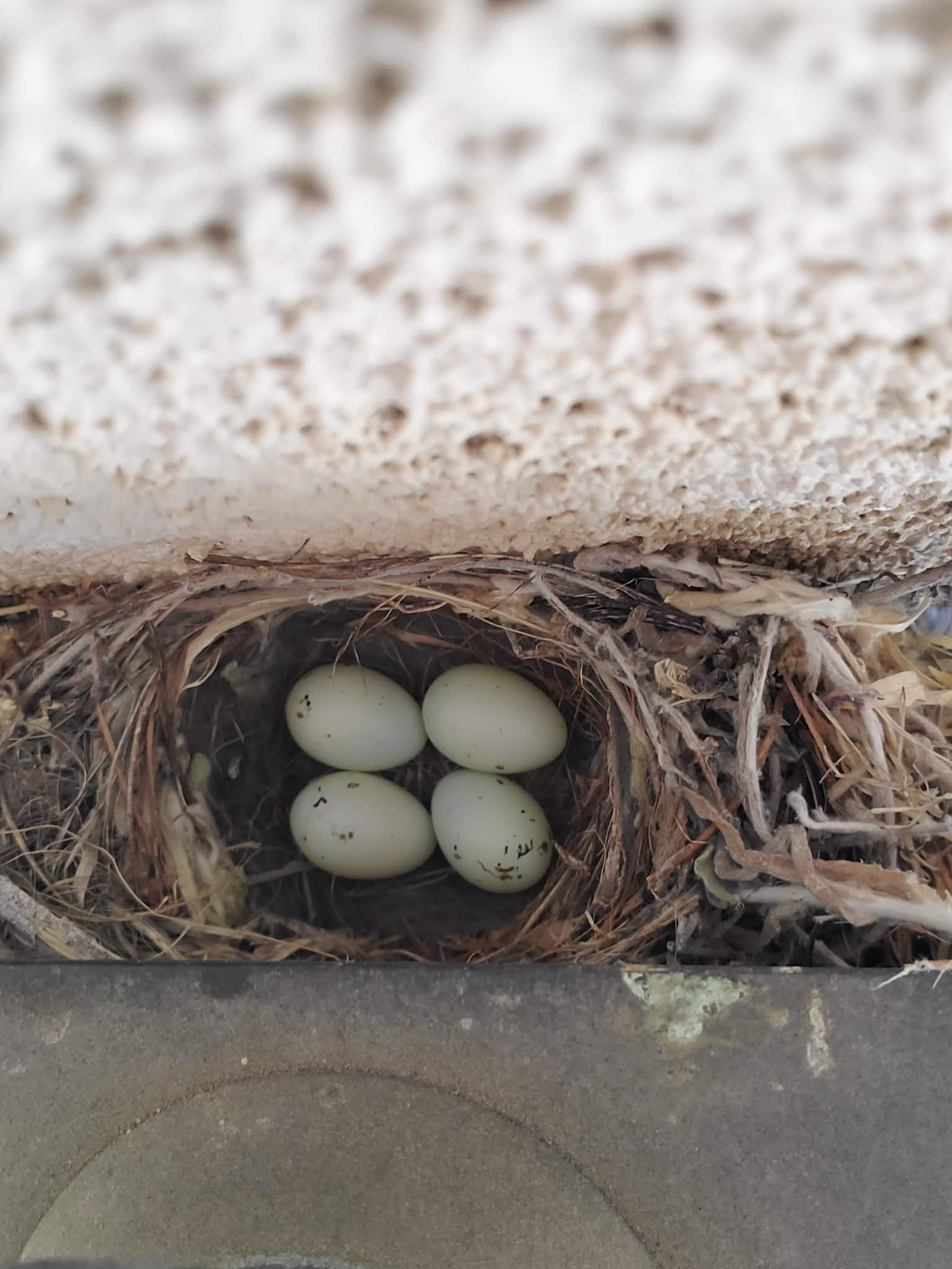 Secret house finch nest discovery
