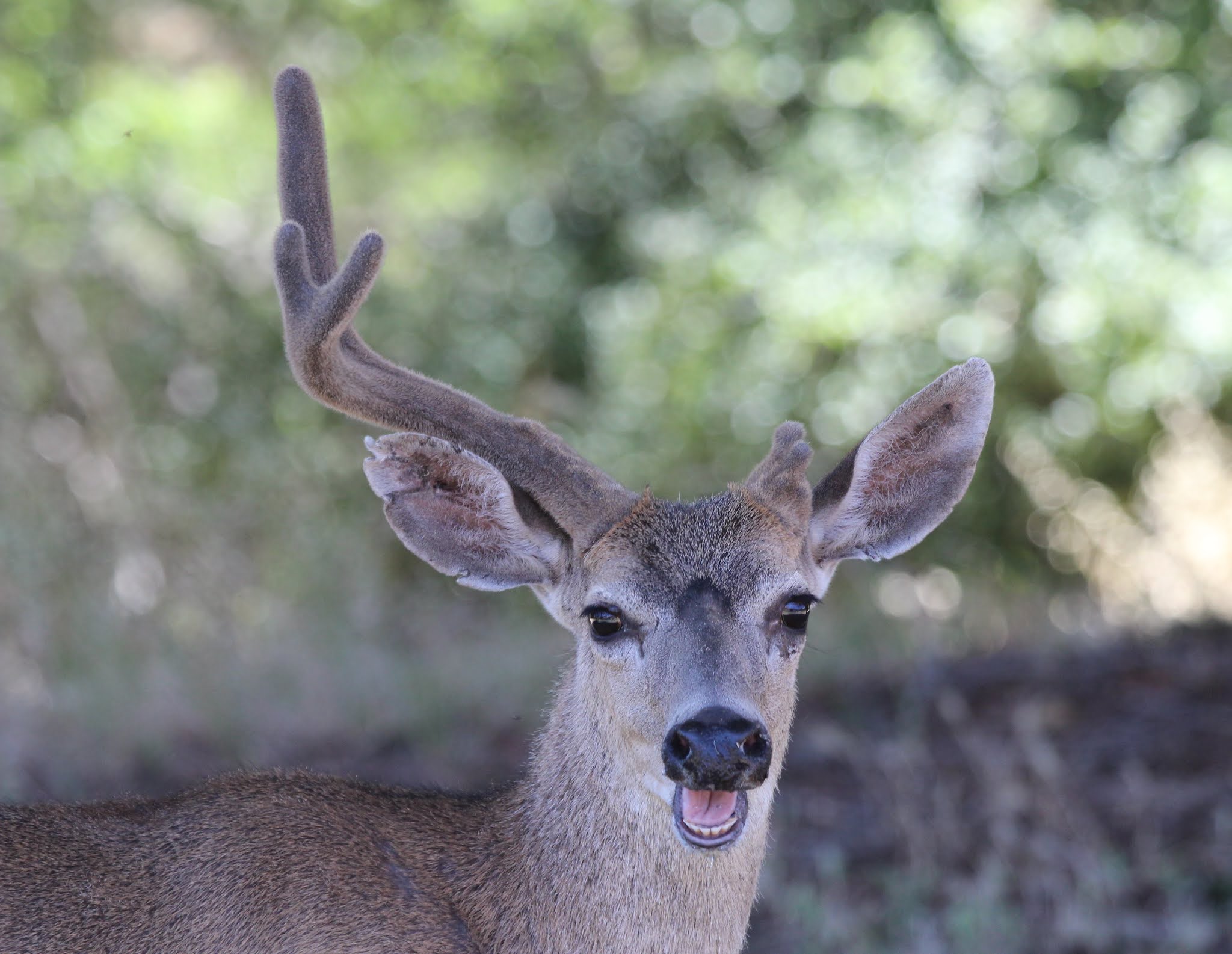 Oh, deer – one-sided antler