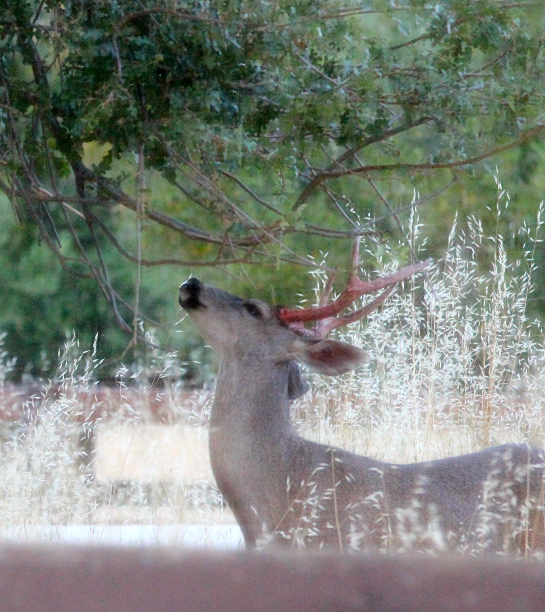 The velvet has done its job for this buck