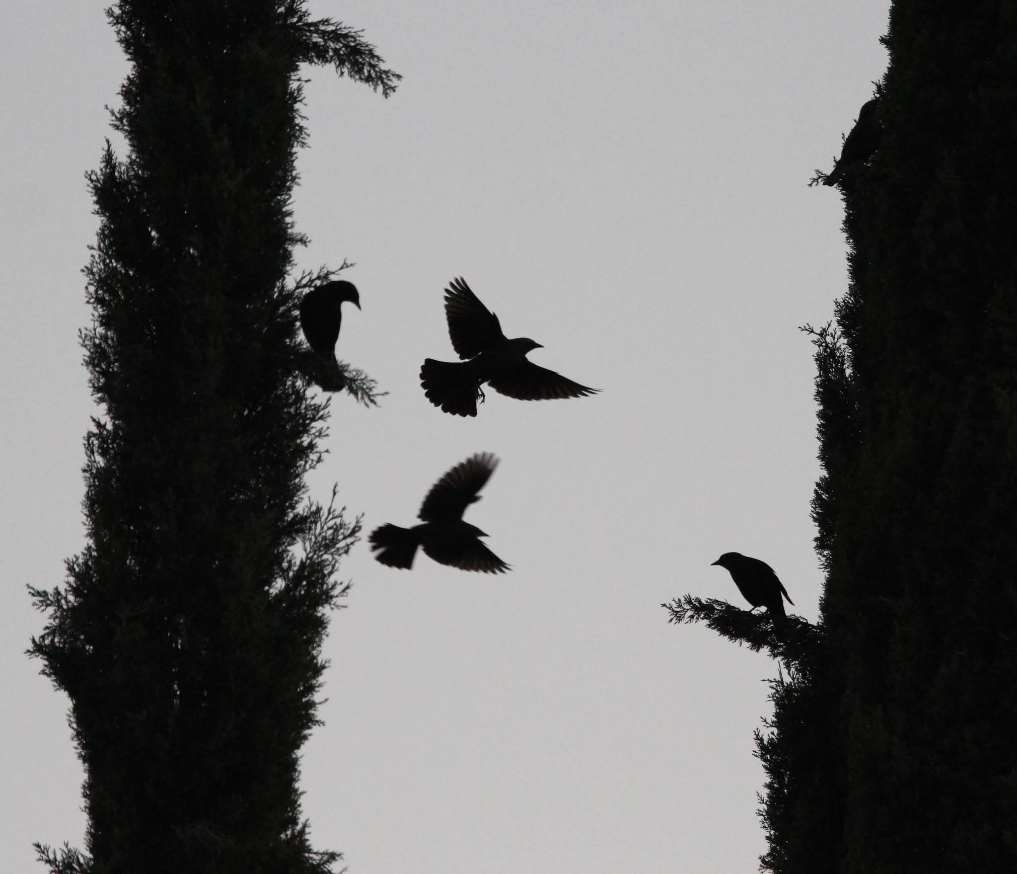 Red-winged blackbird choir sings good night