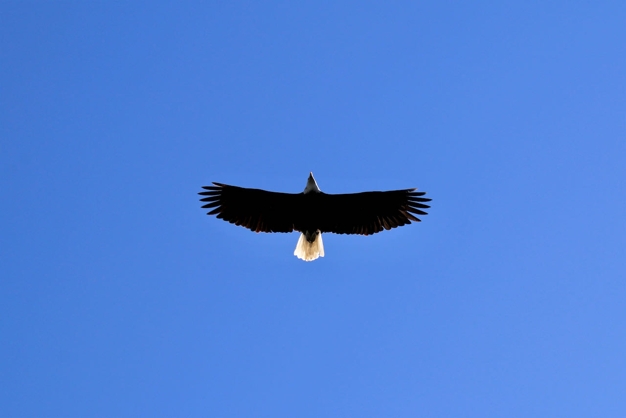 Adelaide Bald Eagles Flying High
