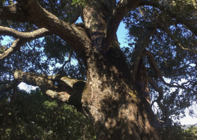 Nature Journaling Part V – TREES