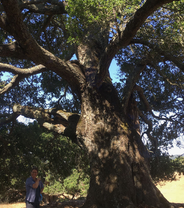 Nature Journaling Part V – TREES