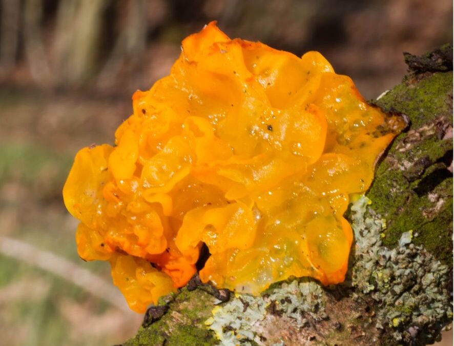 Witch’s Butter anyone?
