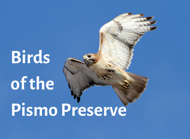 Birds of the Pismo Preserve